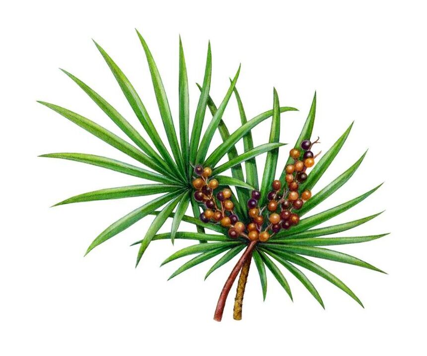 Extracto de froita de Saw Palmetto en Prostamin Forte