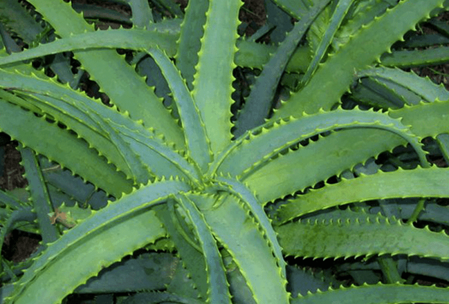 Kalanchoe trata a enfermidade masculina